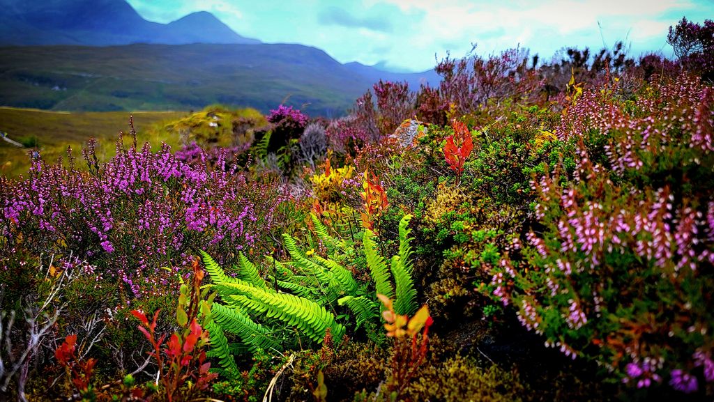 Heather, Ferns, Flowers, and Mountains